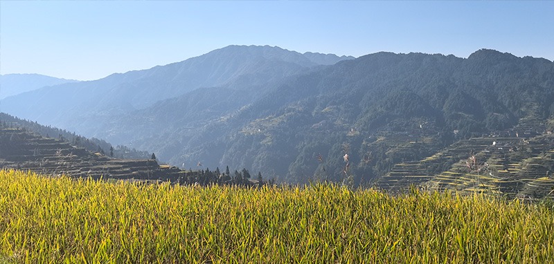 Scenic view of lush Chinese rice fields with terraced slopes reflecting the natural beauty of Guizhou.