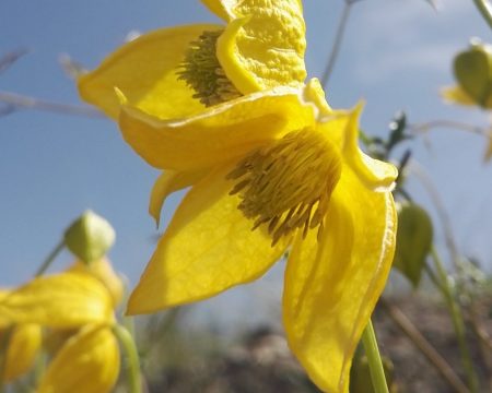 Botanical Adventures in Gansu: Field Notes from Our Education Team