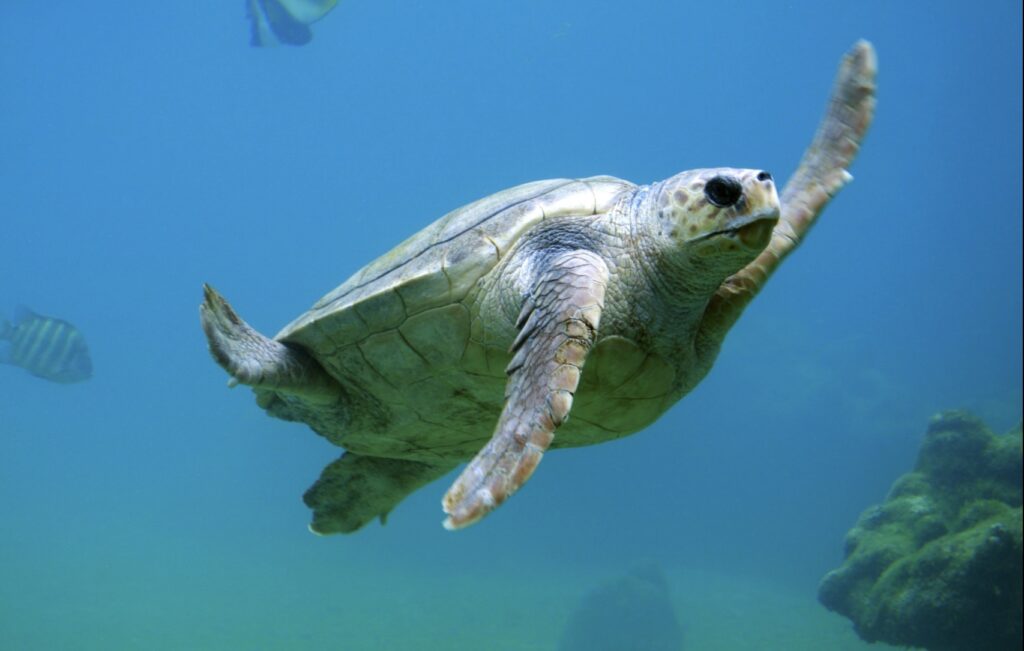 Sea Turtle Educational Trip to China