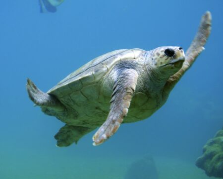 Become Guardians of Nature On These School Trips To China For Animal Conservation