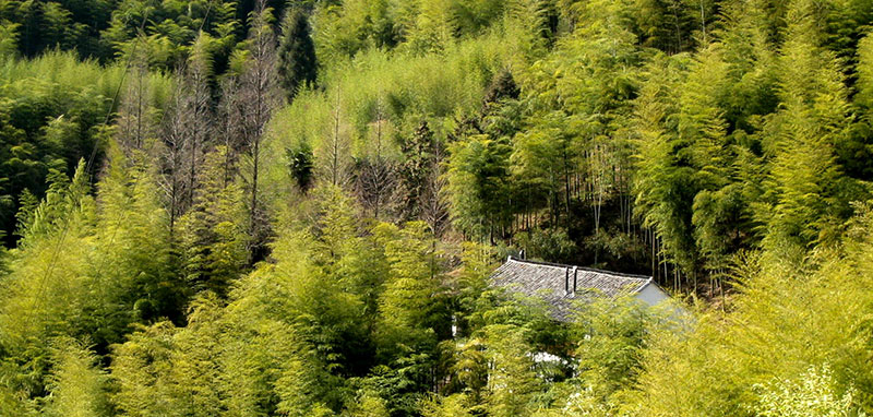 /wp-content/uploads/2025/05/Moganshan-Hiking-DofE-Adventurous-Journey-4.jpg