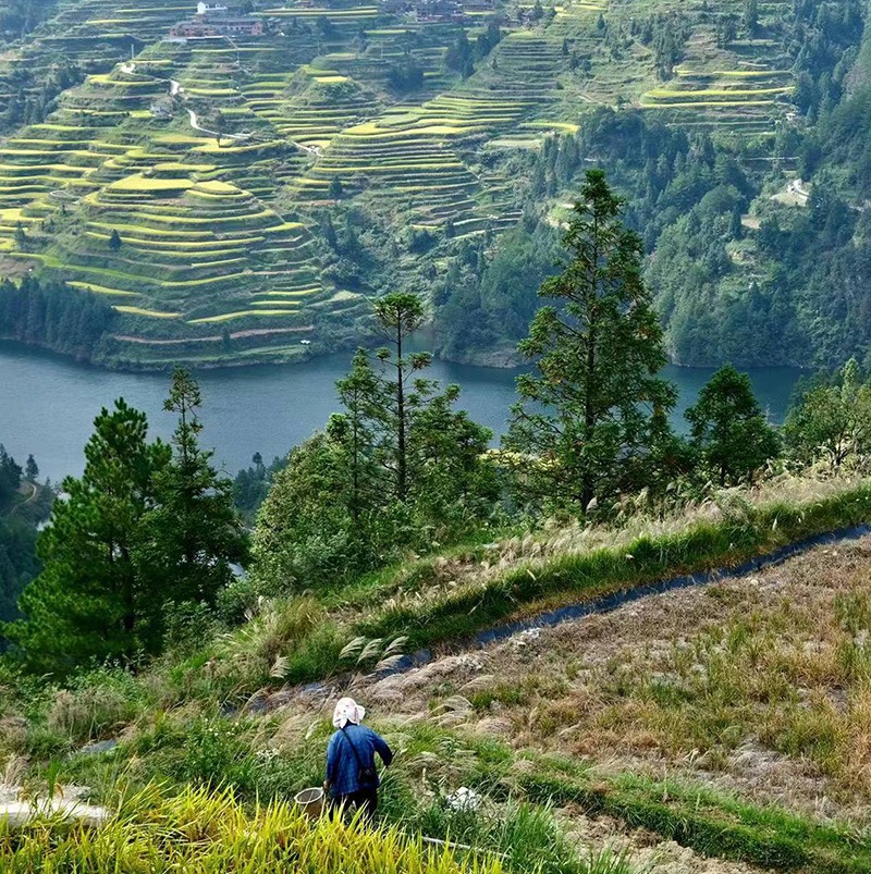 /wp-content/uploads/2025/05/Program-details-Guizhou-CGCS-Diploma-in-International-Volunteering-Highlight-Photo-2.jpg