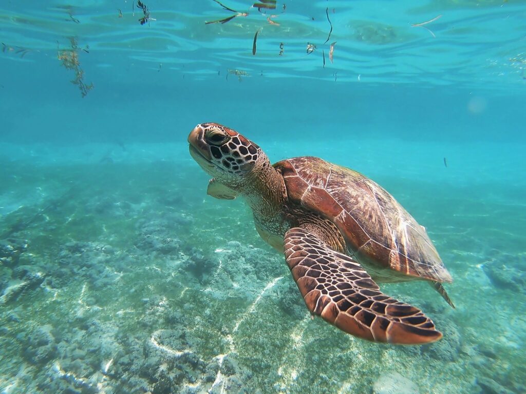 Sea turtle conservation education during school trip to Sanya, China coastline