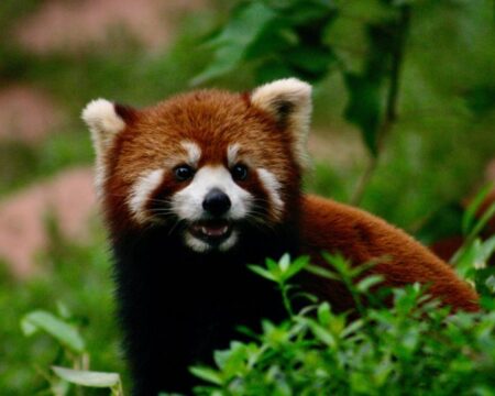 Where You Can See Pandas in China